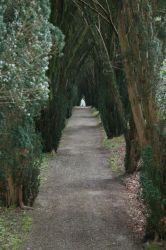 The Yew walk at Tregrehan Garden