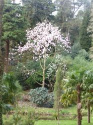 Magnolia early April, Tregrehan Garden