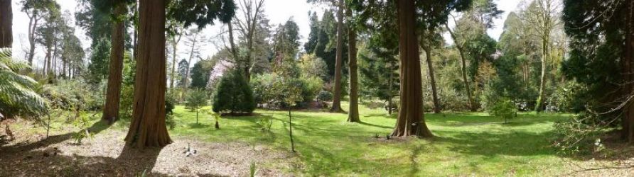 Giant Redwoods at Tregrehan Garden