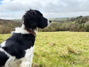 Our dog walking field