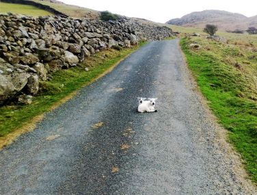 Herdwick twin lambs
