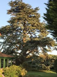 Our Cedar tree
