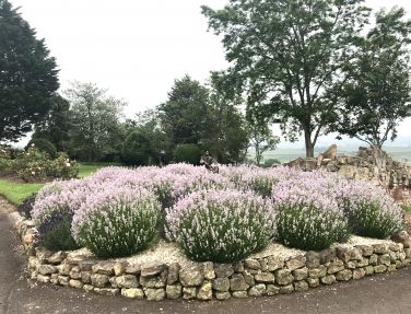 Lavender Bed