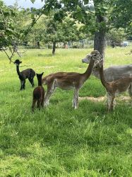 New baby Alpaca 16 th June 23 you view from the kitchen window