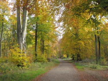 Savernake Forest - great for walking and cycling