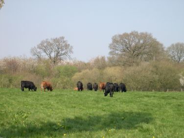 The Stables