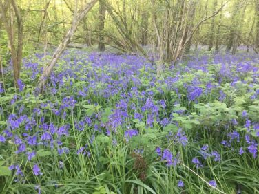 The bluebells