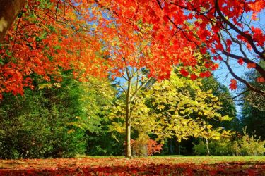 Westonbirt Arboretum - photo provided by Independent Cottages