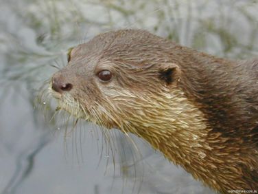 Otter, maybe you will come across otters, between Kennels Cottage & Ellary Cottage
