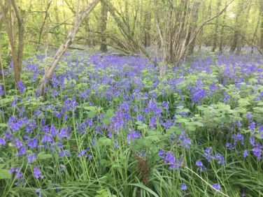 The bluebells