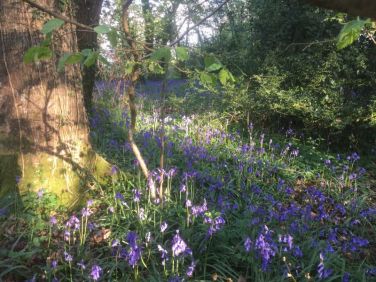Bluebells in the woods