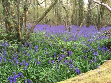 Bluebells 2016