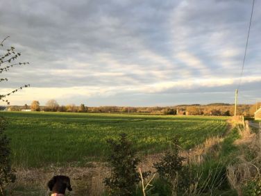 Inca admiring the view from the bottom of the drive