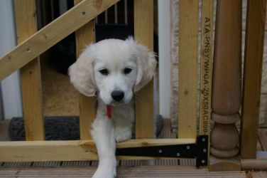 Multiple  Pets Welcome