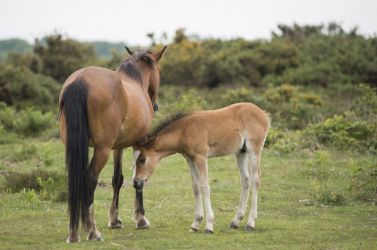 New Forest - photo provided by Independent Cottages