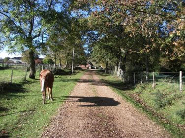 Ponies wandering up the long gravel drive at Hucklesbrook Farm