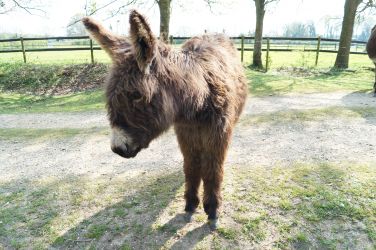 A visiting donkey at Hucklesbrook Farm