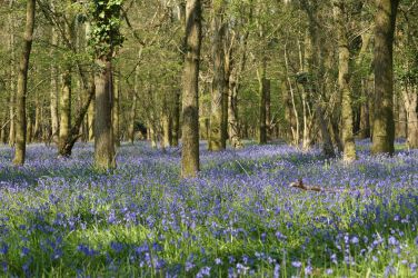 Bluebell woods at Hucklesbrook Farm