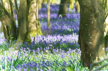 Bluebell woods at Hucklesbrook Farm, New Forest Holiday Cottage
