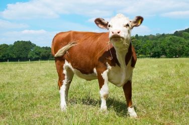 Cattle at Hucklesbrook Farm, New Forest Holiday Cottages