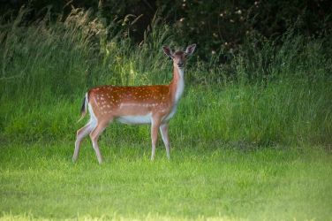 Wild fallow deer in the fields at Hucklesbrook Farm