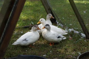 Ducks at Hucklesbrook Farm, New Forest Holiday Cottages