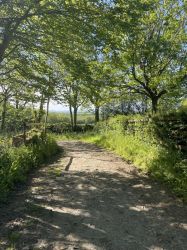 Beautiful walks in 75 acre woodland