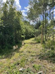 Beautiful walks in 75 acre woodland