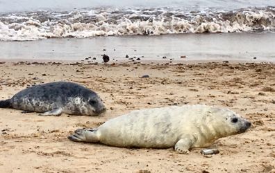 Seals At Winterton Beach - just 15-miles away