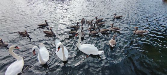 Swans and geese viewed from Bure Cottage patio