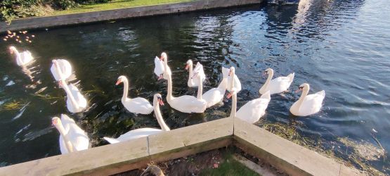 Swans viewed from Bure Cottage patio