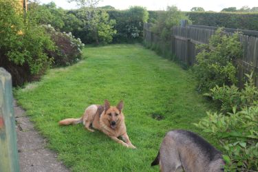 Five foot fenced garden
