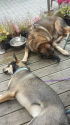 Two dogs welcome