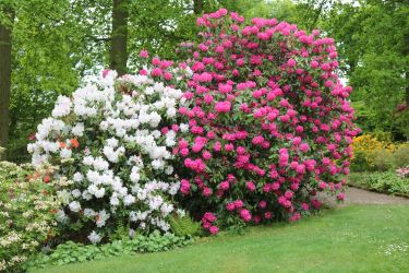 Wollerton Gardens