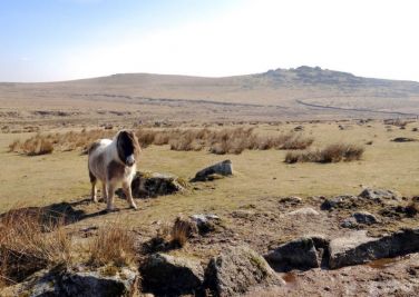 One of the many inhabitants of Dartmoor with King Tor in the background