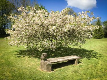 The owl bench under the cherry tree in the middle of the garden