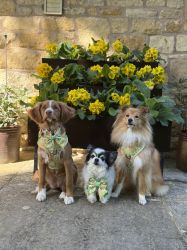 Dog Friendly with well stocked enclosed Garden