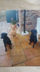 3 very happy and relaxed house guests over Christmas 2017.