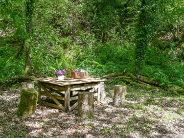 Picnic in the woods.  Somers Hiscott is great for tree bathing and dog friendly