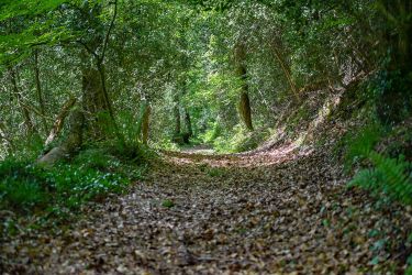 A walk through ancient woodland at Somers Hiscott