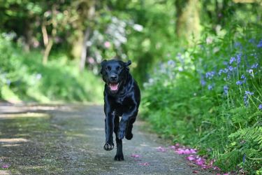 We are dog friendly at Somers HIscott