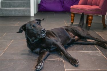 Ideal location to bring your dog.  Somers Hiscott is all set up to accommodate furry friends.