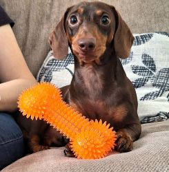 Meet Rio our recent house guest.  Come again soon sausage!