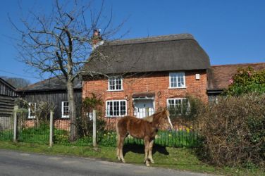The wild ponies and cattle roam freely