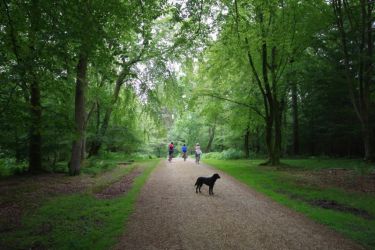 Miles and miles of forest walks
