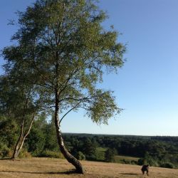 Nearby views.