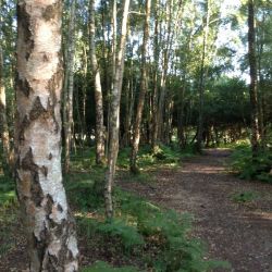 A favourite local walk.