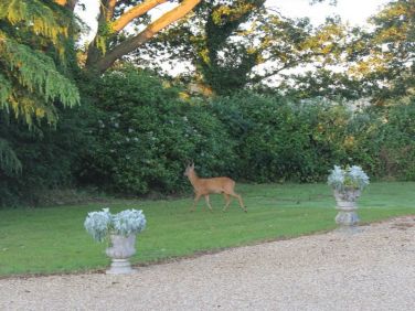 Deer often visit the grounds