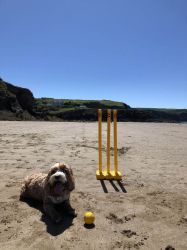 Anyone for cricket?