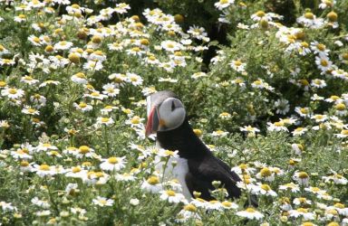 Take a boat trip to Skomer Island to see the Puffins